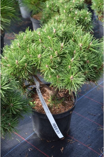 Сосна гірська Бенджамін | Сосна горная Бенжамин | Pinus mugo Benjamin